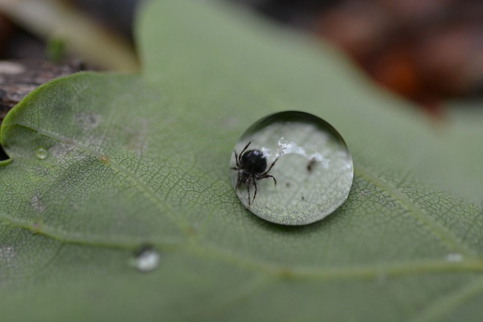 Black tick on leaf. FSME and Bourreloise vaccination Graz